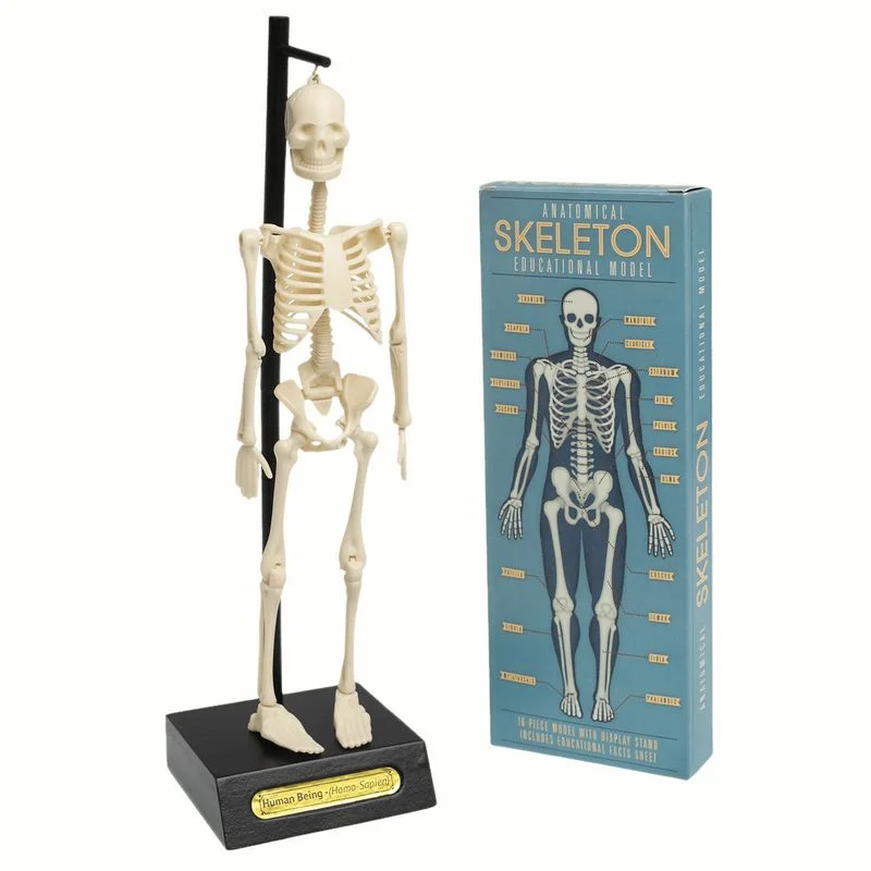 Anatomical Skeleton Model